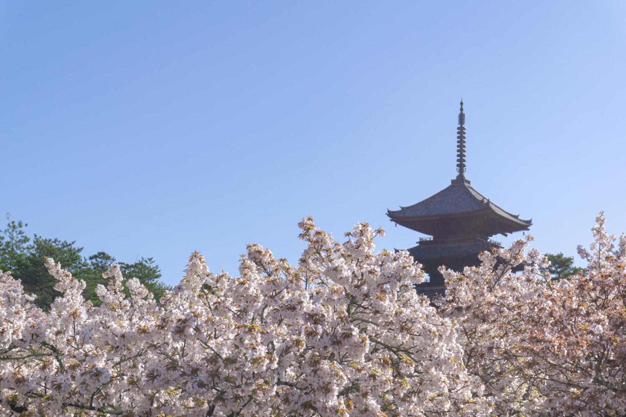 酒店 Tokyu Sakaiza Shijo Kawaramachi 4*